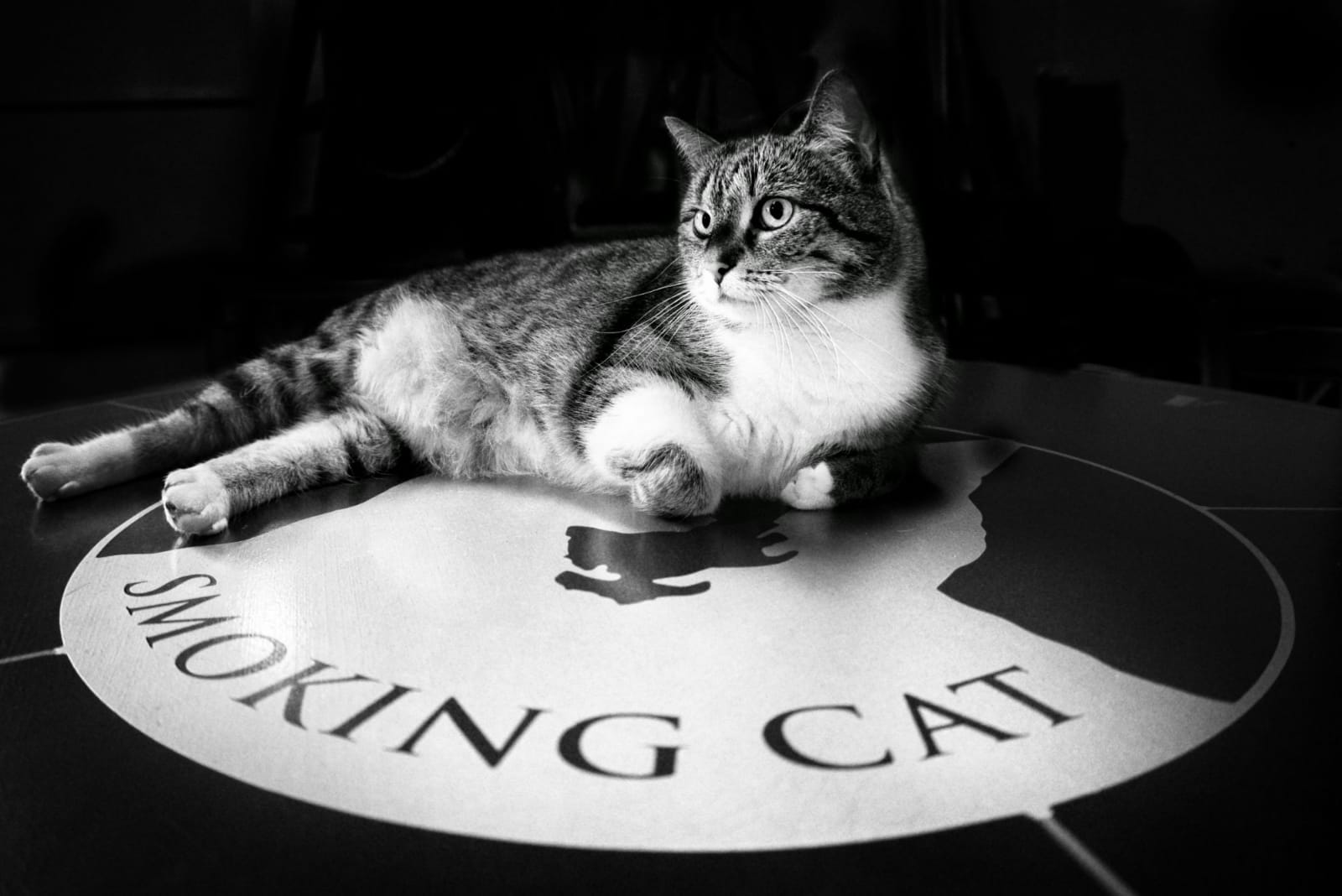 Dycky Cat - Čingis (photo by Petr Machan)